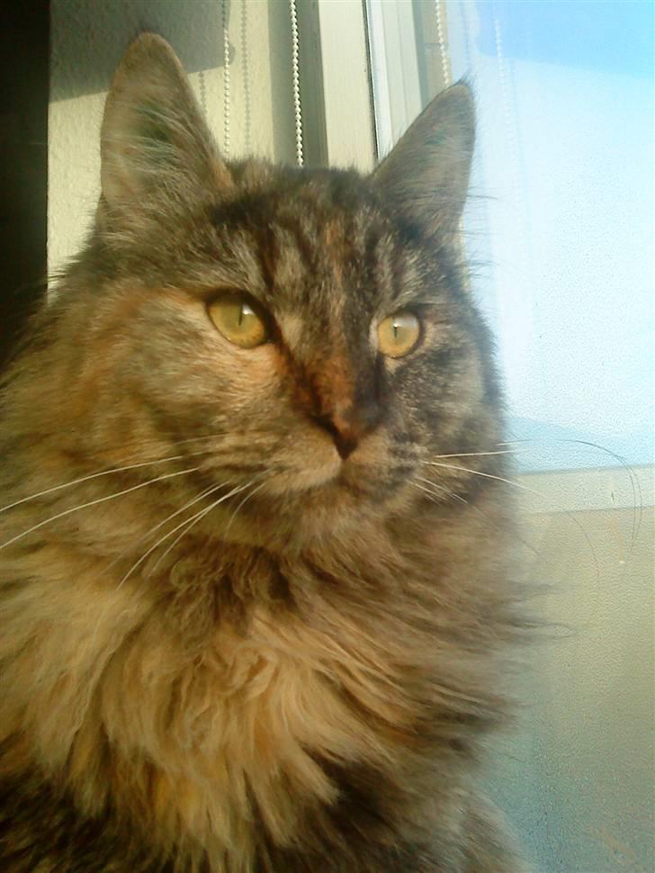 Blanding af racer Gitte - holder lige øje med fuglene udenfor billede 4