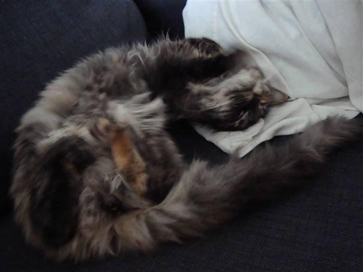 Blanding af racer Gitte - sådan sover man da dejligt :) billede 5