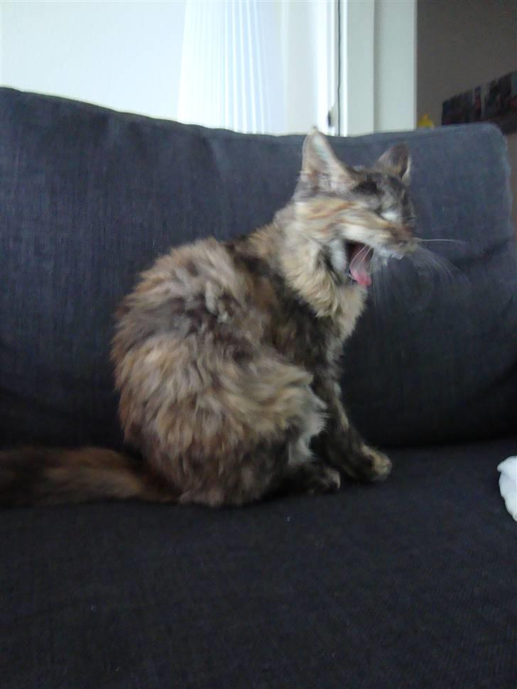 Blanding af racer Gitte - Man bliver træt af at være fotomodel ;) billede 7