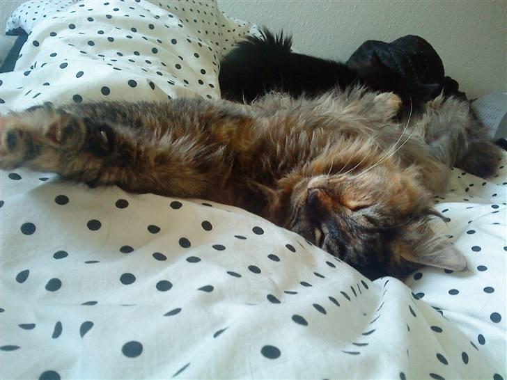 Blanding af racer Gitte - yndlingsstedet: ovenpå dynen billede 8