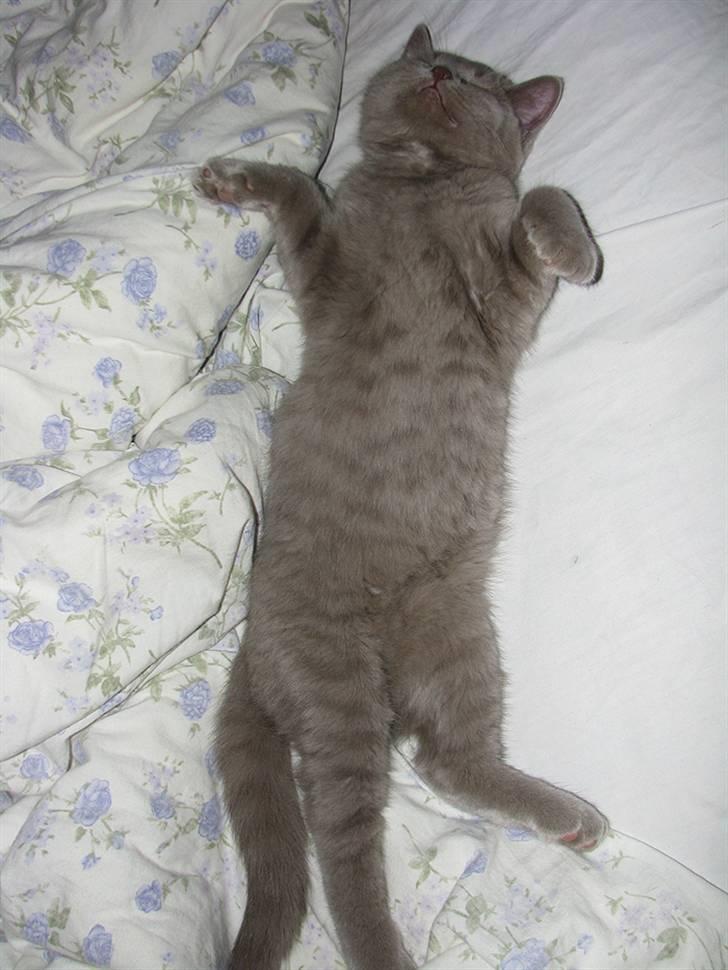 Blanding af racer Safir billede 20