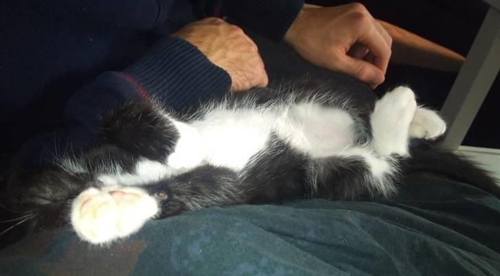 Blanding af racer Kuzco - Lækkert at sove hos far billede 2