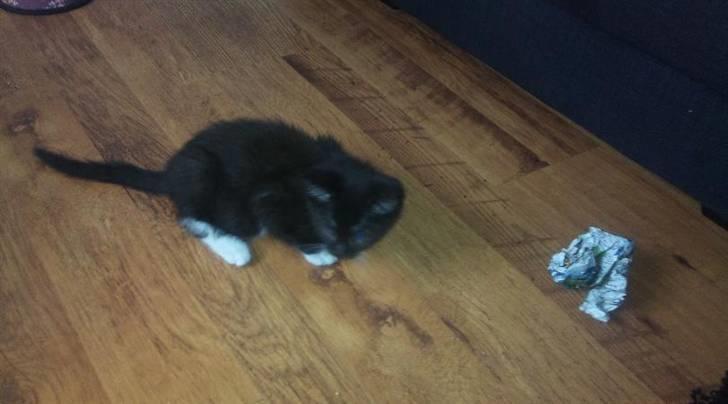 Blanding af racer Kuzco - Timevis af sjov med avispapir! billede 3