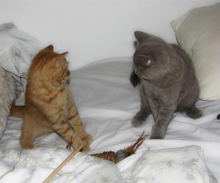 Blanding af racer Yuli billede 18