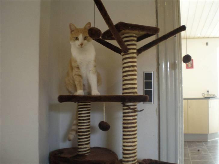 Huskat Guffe billede 8