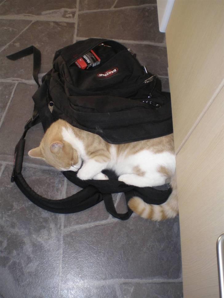 Huskat Guffe billede 9