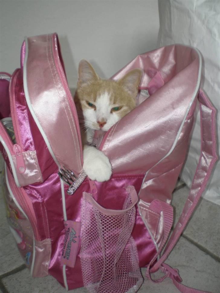 Huskat Guffe billede 10