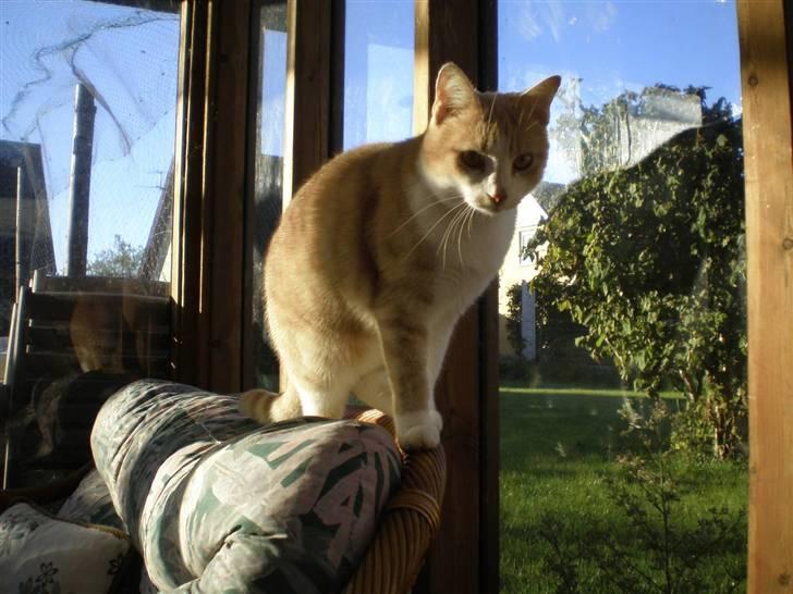 Huskat Guffe billede 11