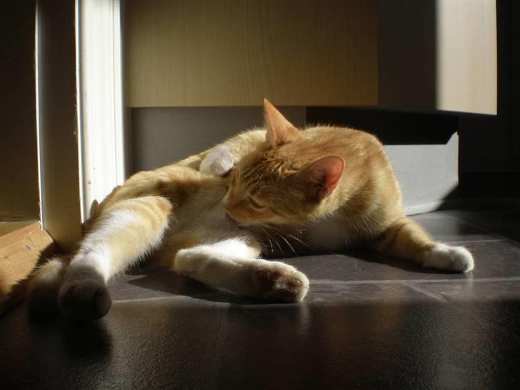 Blanding af racer Michela billede 8