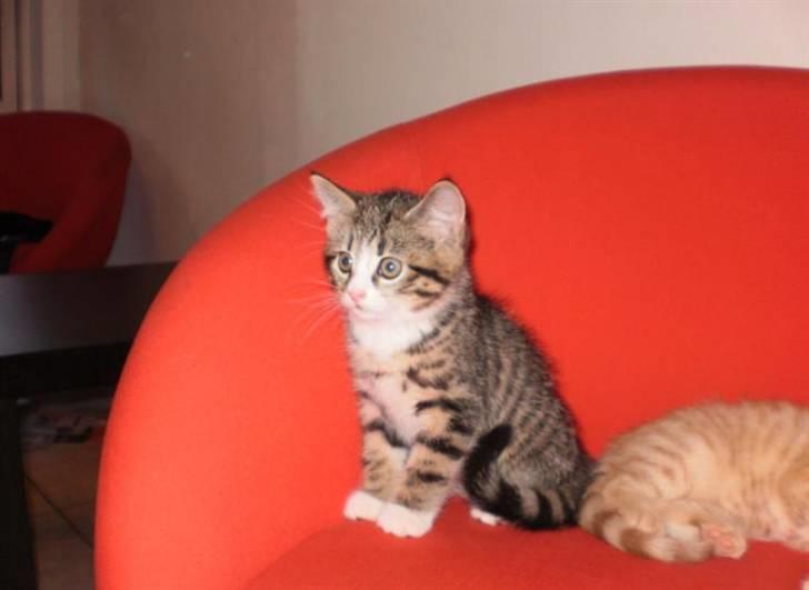 Blanding af racer Bella - Vores lille prinsesse billede 1