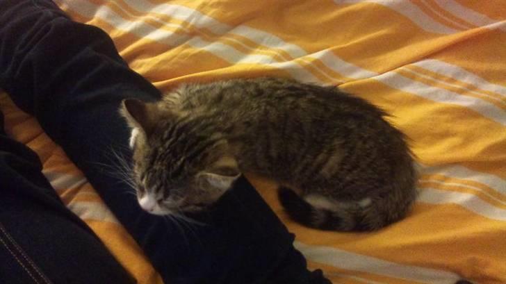 Blanding af racer Bella - Sov sødt prinsesse billede 2