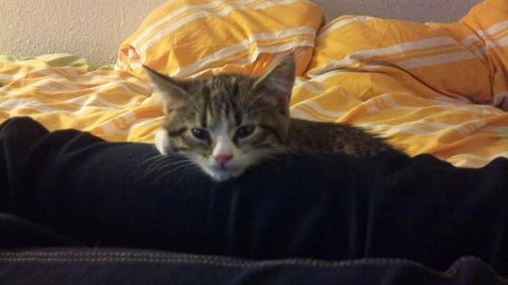 Blanding af racer Bella - Kukuk billede 3