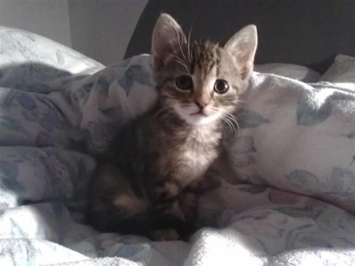 Huskat kia billede 1