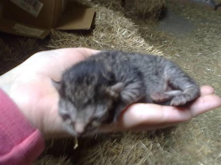 Huskat kia billede 2