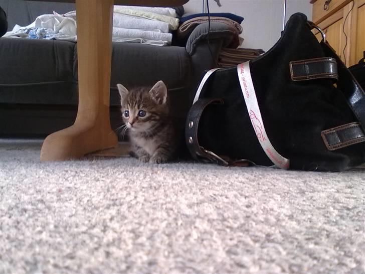 Huskat kia billede 3