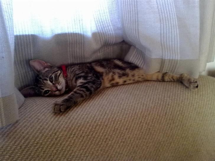 Huskat kia billede 4