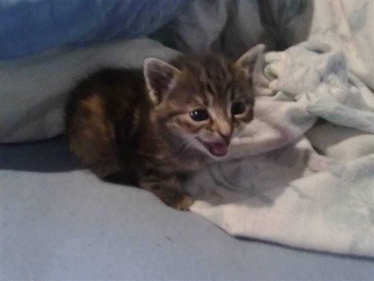 Huskat kia billede 5