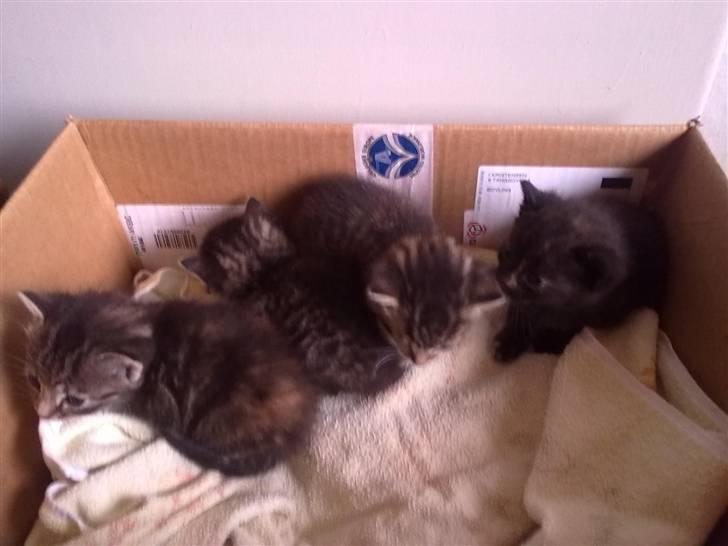 Huskat kia - hende og 3 af hendes søskende billede 6