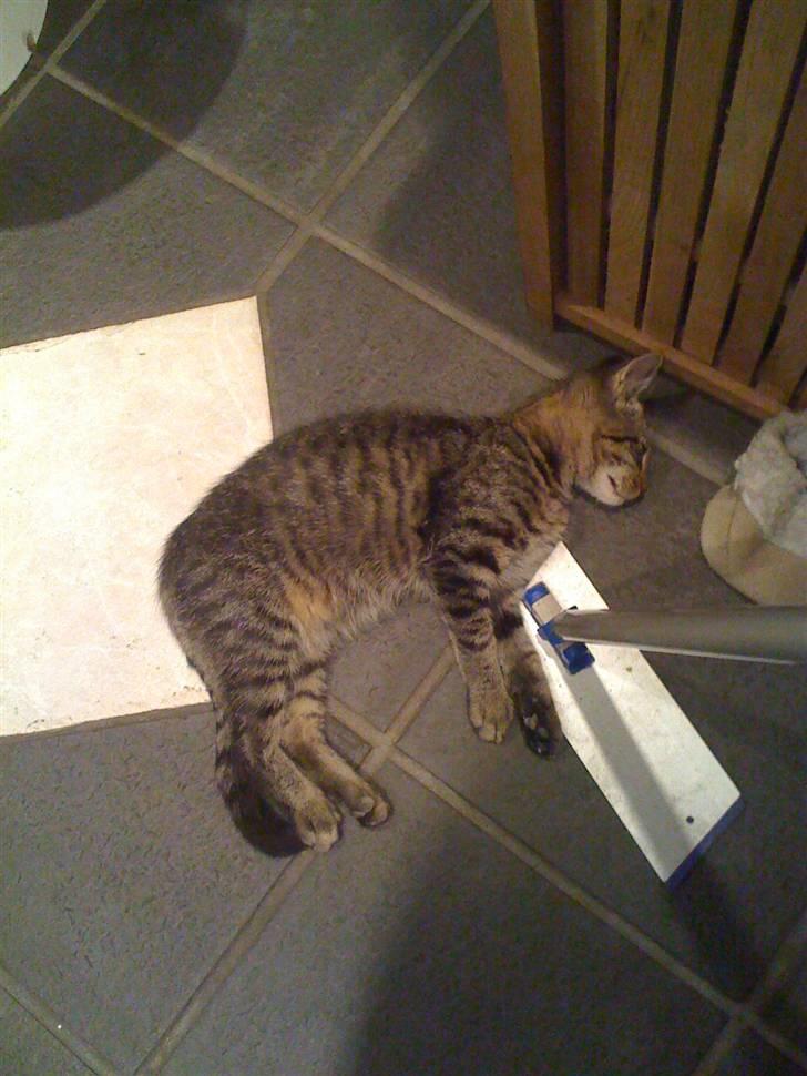 Huskat Holger RIP - zzzzzzzzzzzzz, varme i gulvet.. billede 6