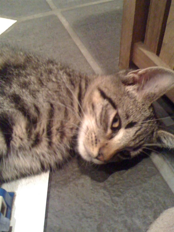 Huskat Holger RIP - årh, jeg hviler mens drengen er i børnehave, så er der ro :) billede 7