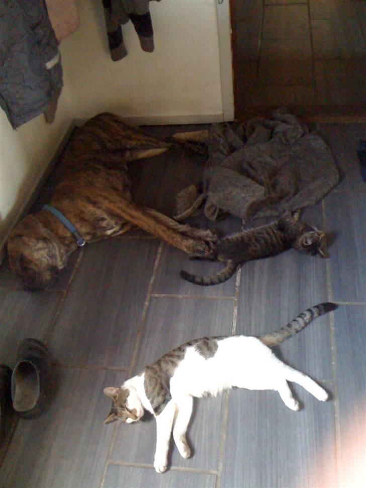 Huskat Holger RIP - så er gulv varmen i entreen blevet tændt.. :) billede 8