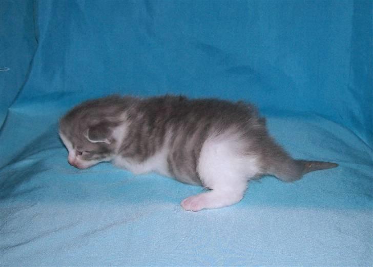 Huskat Gibbs the Silver Fox *SOLGT* - 2½ uge gammel billede 15