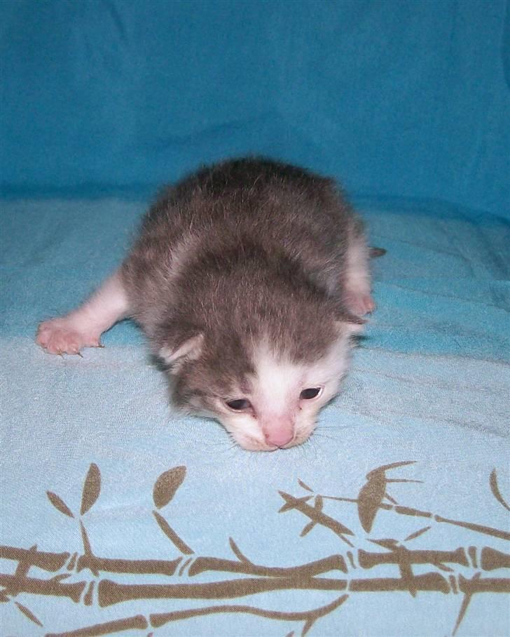 Huskat Miss Annabell Shiuto *SOLGT* - 2½ uge gammel billede 15