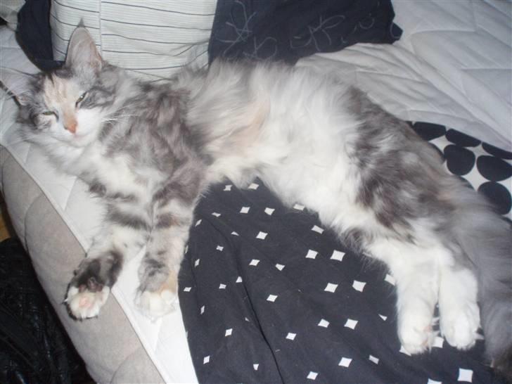 Maine Coon Maggie billede 9