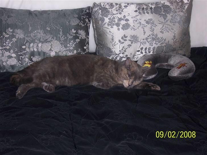 Huskat Basse - Her putter hun på min seng :) billede 1