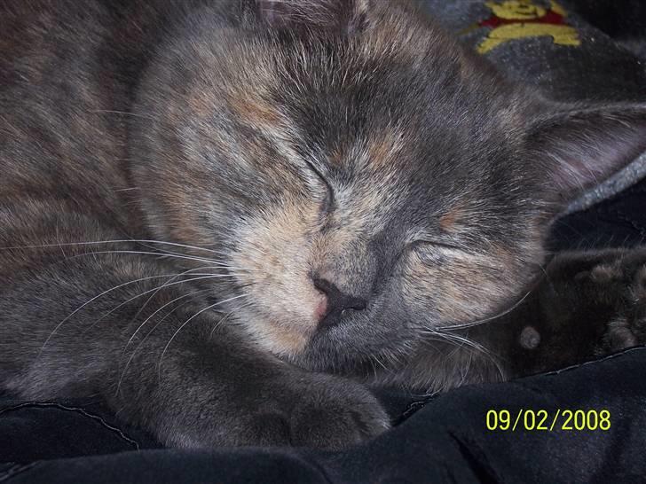 Huskat Basse billede 2