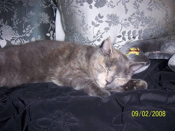 Huskat Basse billede 3