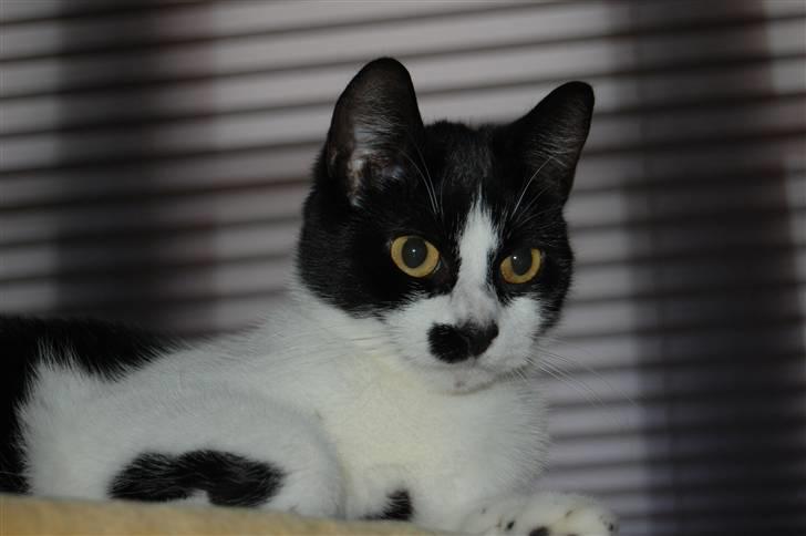 Huskat .DOT - Sig pænt go daw til .Dot billede 1