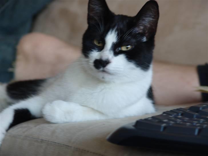 Huskat .DOT - Det er ikke for sjov når jeg siger hun er en bestemt dame :D billede 2