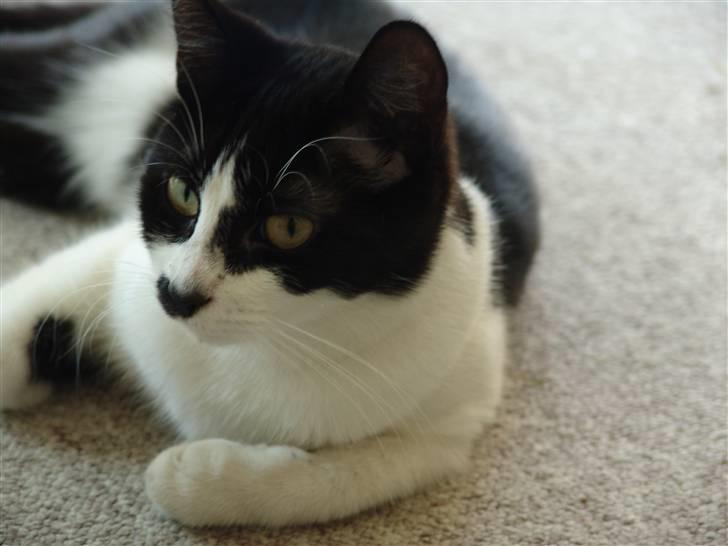 Huskat .DOT billede 3