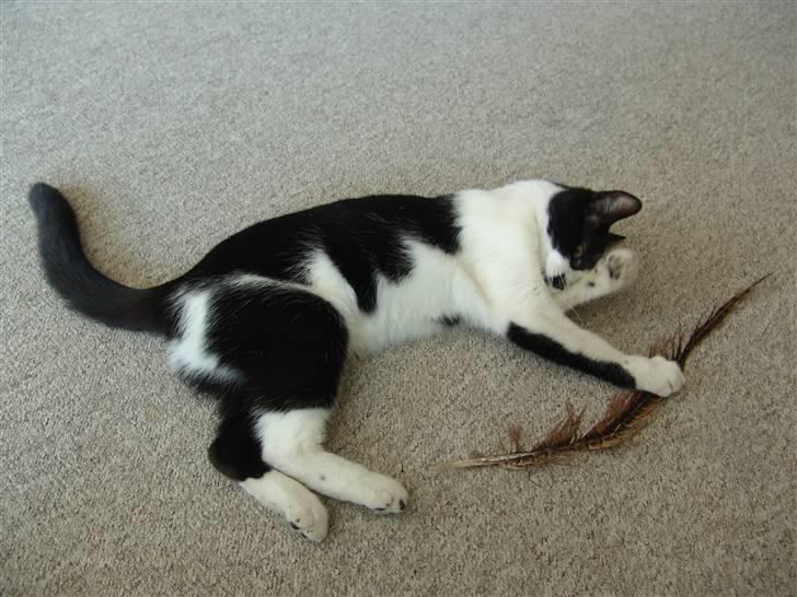 Huskat .DOT - aldrig for stor til og lege :) billede 4