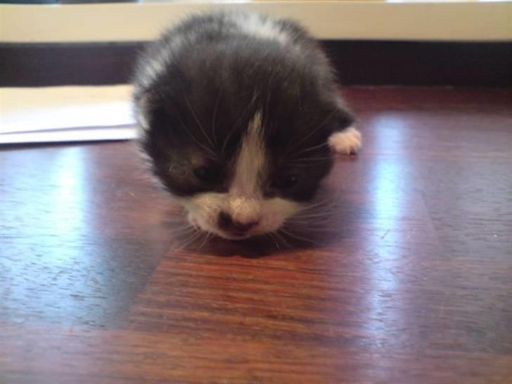 Huskat .DOT - lille bitte .Dot.. 3uger gamel billede 5