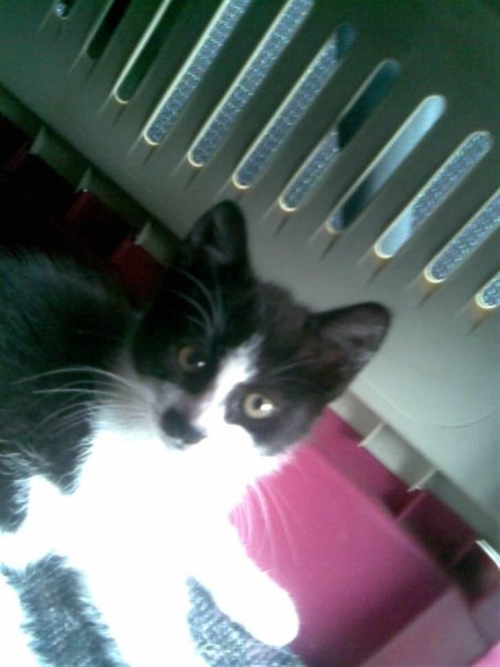 Huskat .DOT - lidt mindre .Dot :) 12uger og på vej hjem til sin nye veninde - Mig:) billede 6