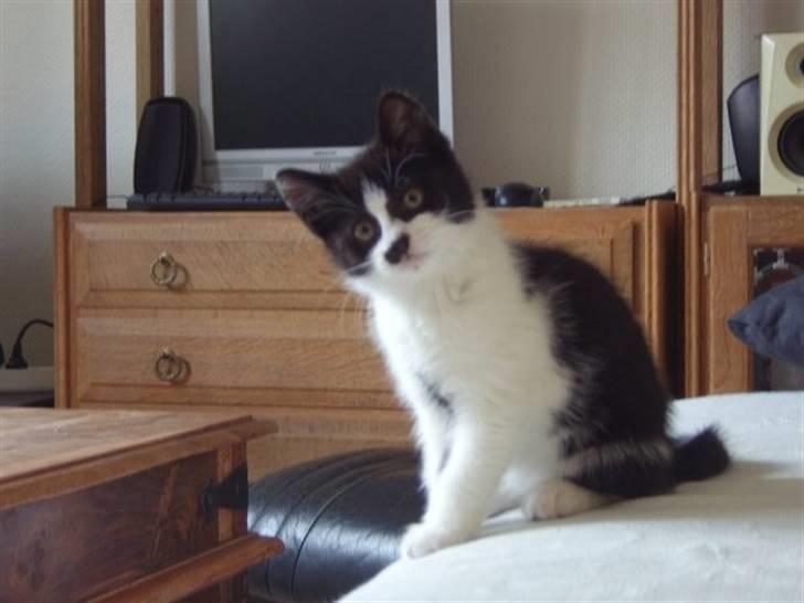 Huskat .DOT - hmm omkring 18uger og yderst tilfreds med og bo i byen :) billede 7