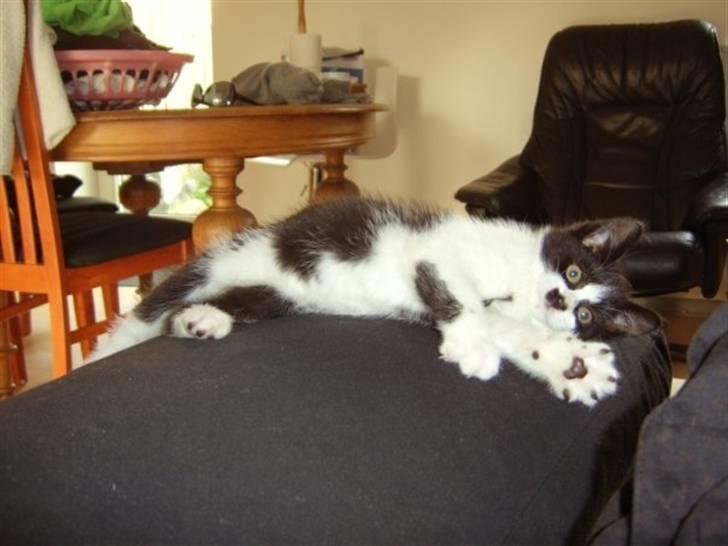 Huskat .DOT - dronning af huset, i så tidlig en alder :) billede 8