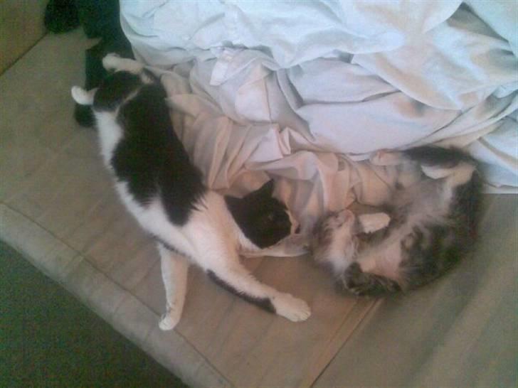 Huskat .DOT - .Dot og hendes nye veninde Mini billede 12