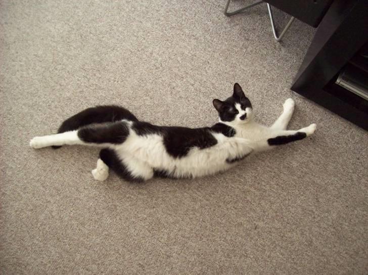 Huskat .DOT - d. 10.3.2010 billede 13