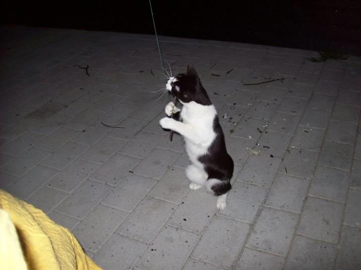 Huskat .DOT billede 14