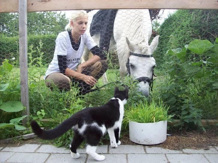 Huskat .DOT - det skræmmende møde med en hest :) billede 15