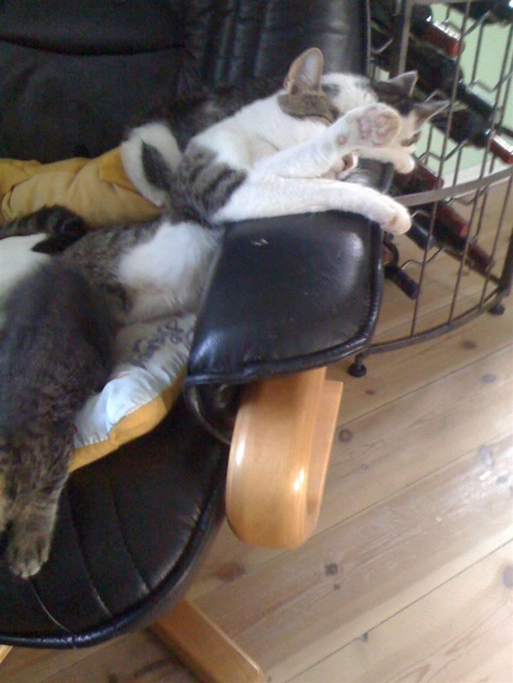 Huskat Mini RIP. - vanvittigt at hun kan lægge sådan med ryggen... AV?? :) billede 8
