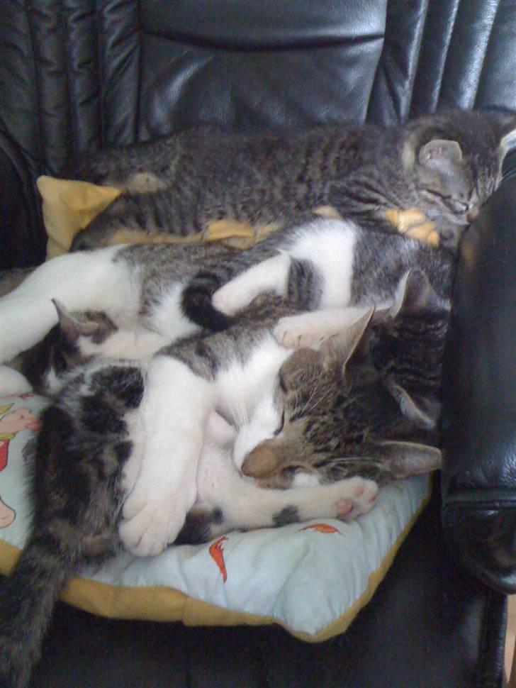 Huskat Mini RIP. - zzzzzzzz billede 9