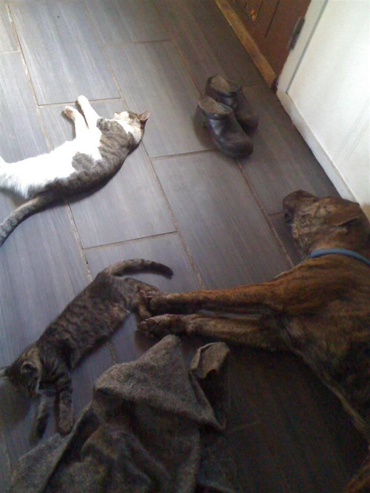 Huskat Mini RIP. - åh, gulv varme billede 10