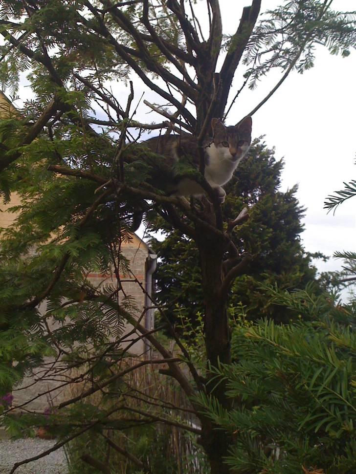 Huskat Mini RIP. - ser efter fugle.. billede 11