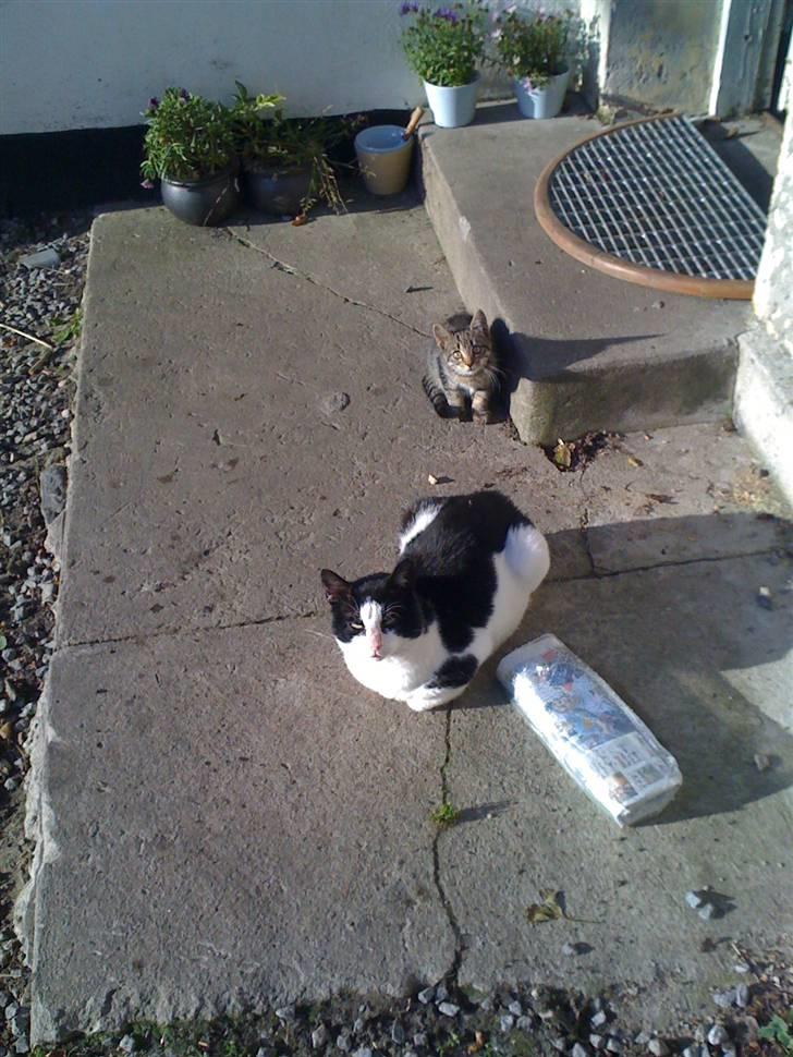 Huskat Holger RIP - een af de første gange han var ude.. så er det godt at have den gamle og erfarne strejfer hankat til at vise een lidt rundt..  billede 9