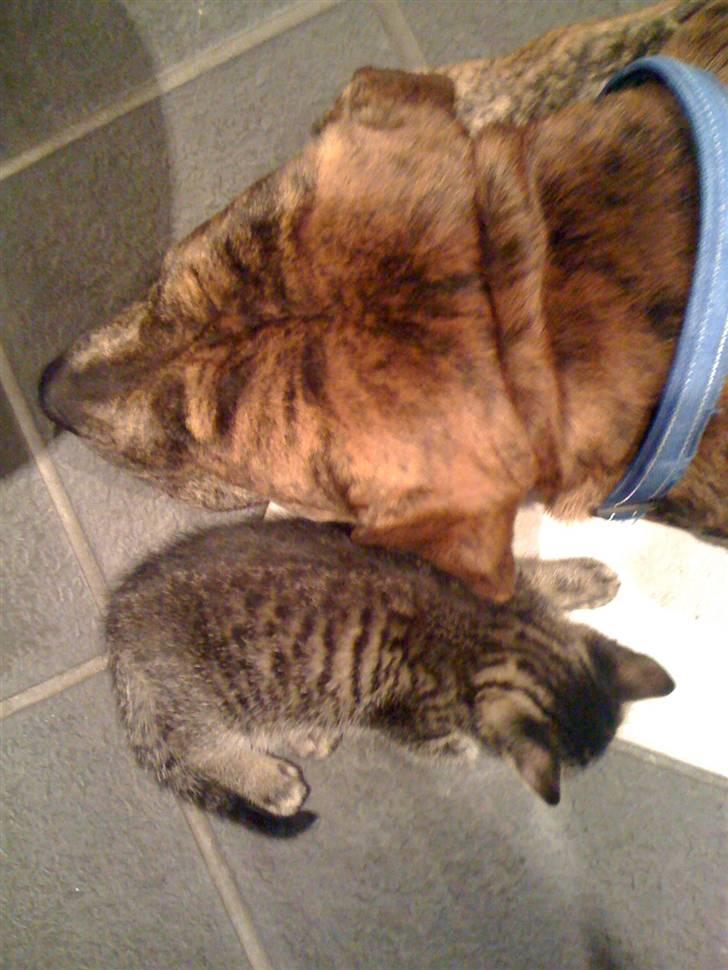 Huskat Holger RIP - Holger er lige så lang som vores yngste hunds hoved.. De to elsker bare at putte op ad hinanden. Holger lægger sig tit under Gajus´ øre og andre små steder og putter. billede 10