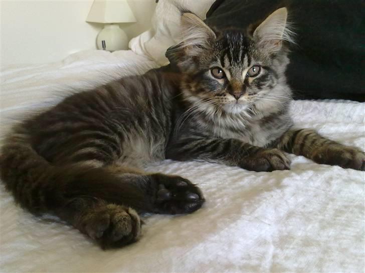 Maine Coon Joey - Joey 14 uger billede 2